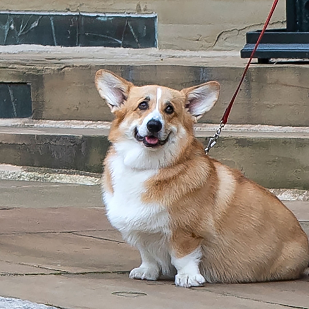 Sarah Ferguson Shares Update on Queenâs Corgis 1 year After Her Death Sarah Ferguson Shares Update on Queenâs Corgis 1 year After Her Death